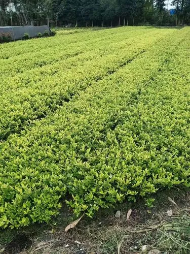 网球拍王子三重威胁